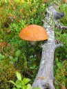 7 Punikkitatti_Red boletus * 1704 x 2272 * (2.31MB)